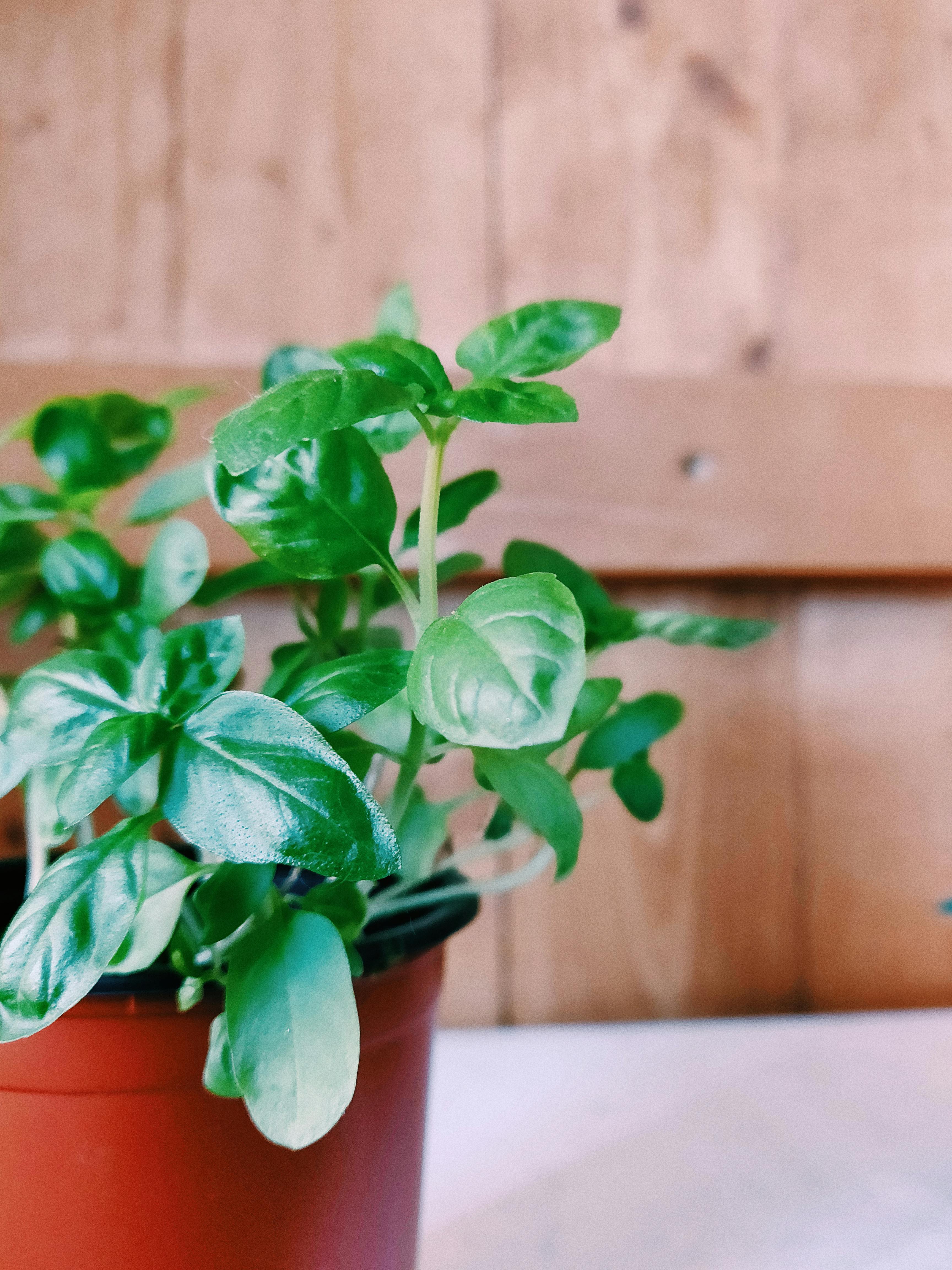 basil potted set in front of fence